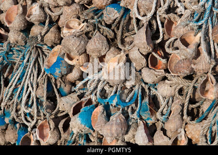 Seashell, strumento di pesca per la cattura dei bracci corti octopus, Ohido, Incheon Foto Stock