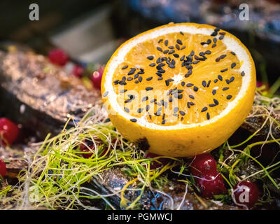 Sgombri al forno è decorata con limoni e verdi Foto Stock