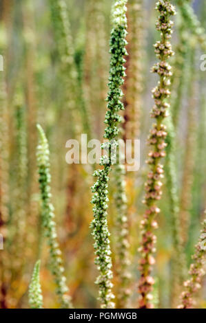 Reseda luteola o Resedinine, nomi comuni includono dyer's Rocket, dyer di erbaccia, saldare, woold e giallo infestante. Foto Stock