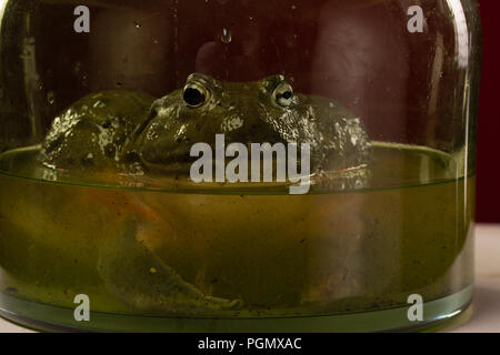 Tropical rana verde in un acquario. Close up sott'acqua di una rana africana. Frog bloccato al vetro in acquario Foto Stock