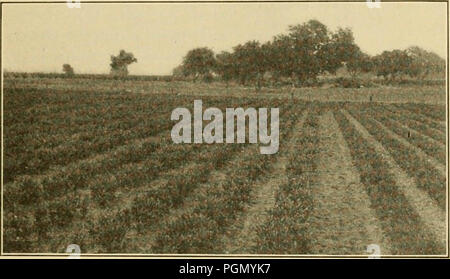 "Agrumi; un account degli agrumi industria, con particolare riferimento ai requisiti della California e pratiche e condizioni analoghe" (1915) Foto Stock