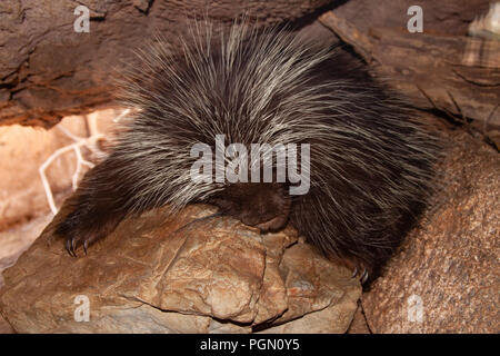 Bradipo in appoggio su di una roccia a Arizona-Sonora Desert Museum Foto Stock