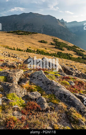 Tundra alpina sull'Ute Sentiero di attraversamento guardando verso il Continental Divide off Trail Ridge Road nel Parco Nazionale delle Montagne Rocciose, Colorado. Foto Stock