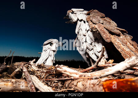 Osprey - Driftwood Arte da Paul Lewis - Esquimalt Laguna, Victoria, Isola di Vancouver, British Columbia, Canada Foto Stock