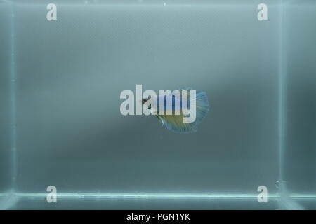 Halfmoon Siamese Fighting Fish - Betta splendens blu giallo Foto Stock