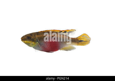 Pesci di acquario Isolato bianco Pulcher Pelvicachromis Kribensis Cichlid Krib Foto Stock