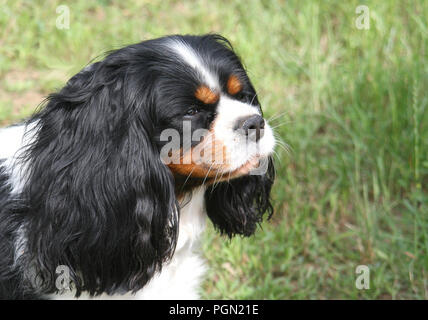 Cane pensando al futuro. Tricolore Cavalier King Charles Spaniel seduto per terra e guardando dritto-top. Foto Stock