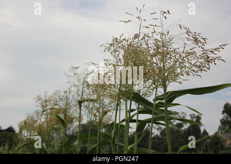 Gambi di mais in fiore in una giornata di sole estate. Foto Stock