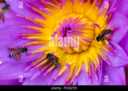 Api su Blu fiore di loto Foto Stock