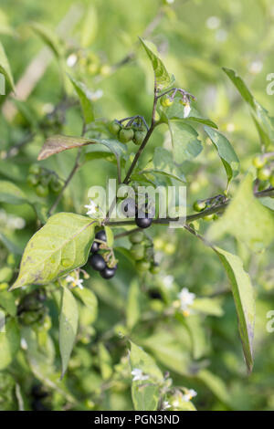 Unione erba morella, Nattskatta (Solanum nigrum) Foto Stock