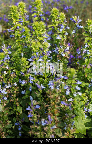 Il cardinale blu fiore, Blå axlobelia (Lobelia siphilitica) Foto Stock