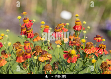 "Riverton Gem' a fiore grande Sneezeweed, Solbrud (Helenium autumnale) Foto Stock