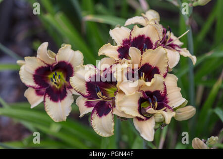 'Piano Man' Daylily, Daglilja (Hemerocallis) Foto Stock