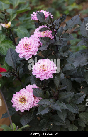 'Melody' armonia formale dalia decorativa, Dekorativdahlia (Dahlia x Hortensis) Foto Stock