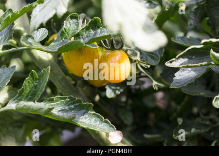 "Artigiano Golden Bumble Bee " Cherry Pomodoro, Körsbärstomat (Solanum lycopersicum var. cerasiforme) Foto Stock