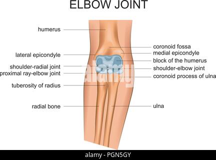 Illustrazione vettoriale di anatomia del giunto a gomito Illustrazione Vettoriale