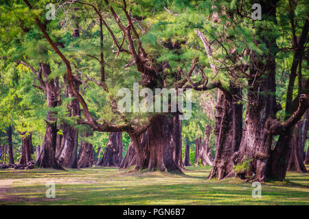 Evergreen Casuarina equisetifolia (Comune ironwood) albero di foresta a Naiyang Beach bearby dall'aeroporto di Phuket, Tailandia. Foto Stock