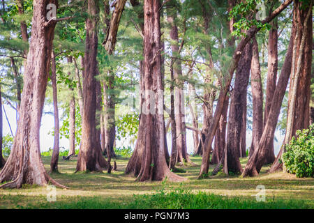 Evergreen Casuarina equisetifolia (Comune ironwood) albero di foresta a Naiyang Beach bearby dall'aeroporto di Phuket, Tailandia. Foto Stock