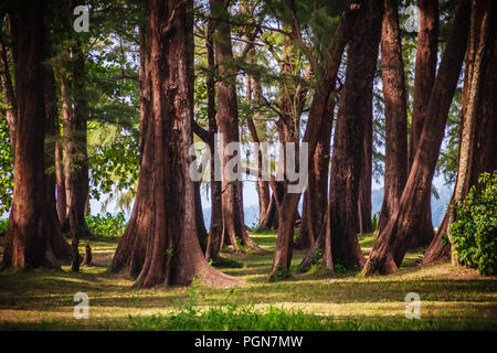 Evergreen Casuarina equisetifolia (Comune ironwood) albero di foresta a Naiyang Beach bearby dall'aeroporto di Phuket, Tailandia. Foto Stock