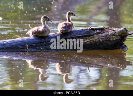 Anatra di legno neonati Foto Stock