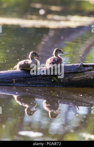 Anatra di legno neonati Foto Stock