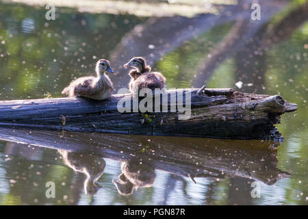 Anatra di legno neonati Foto Stock