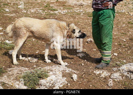 kangal dog spike collar