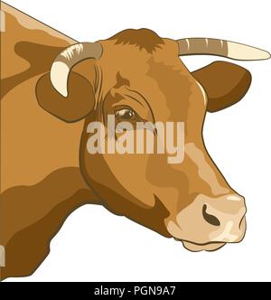 Ritratto di una mucca marrone su sfondo bianco Illustrazione Vettoriale