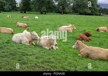 Un gruppo di vacche cercando molto rilassato sdraiato in un lussureggiante campo di erba verde con alberi in background. Foto Stock