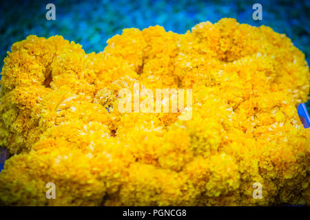 Bella calendula ghirlanda fiore per Brahma culto di immagine Foto Stock