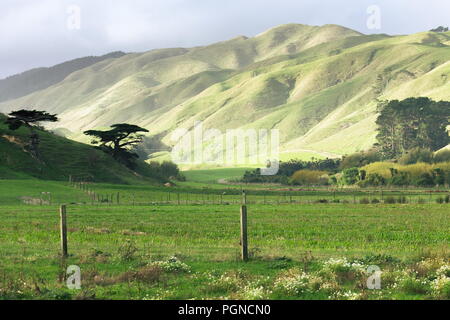 Immagine di panorama di verdi pascoli lussureggianti di una fattoria della Nuova Zelanda nel tardo pomeriggio. Foto Stock