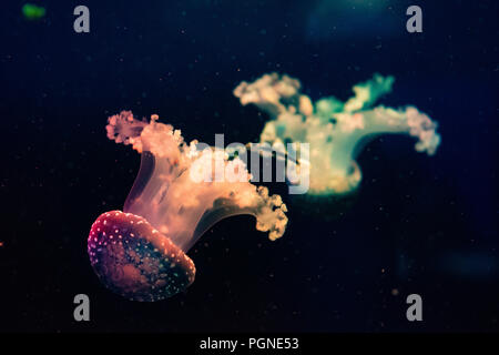 Meduse fosforescenti Foto Stock