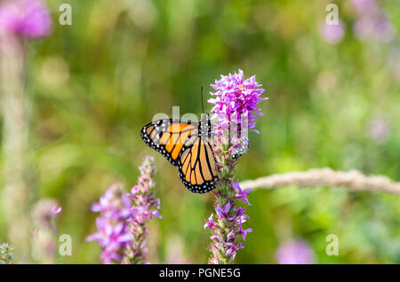 Farfalla monarca su Purple Loosestrife fiori selvatici Foto Stock