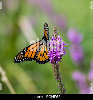 Farfalla monarca su Purple Loosestrife fiori selvatici Foto Stock