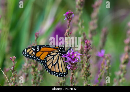 Farfalla monarca su Purple Loosestrife fiori selvatici Foto Stock
