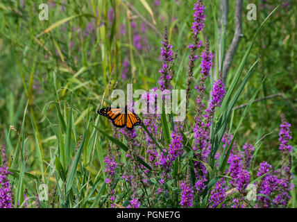 Farfalla monarca su Purple Loosestrife fiori selvatici Foto Stock