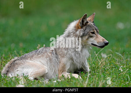 Algonquin lupo (Canis lupus lycaon) giacenti, captive, Germania Foto Stock