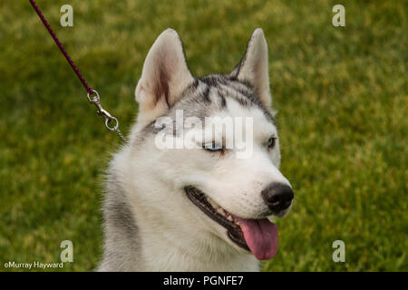 Americian Akita purebreed cane, close up di testa sul colpo. Bello cane, tonque fuori e Smokey Blue Eyes. Foto Stock