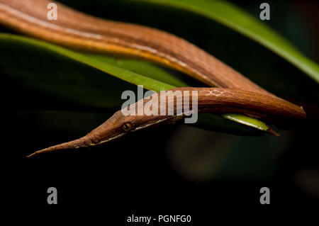 Madagascar foglia-serpente naso (Langaha madagascariensis), su Orchid, foresta pluviale orientale, Madagascar Madagascar Foto Stock