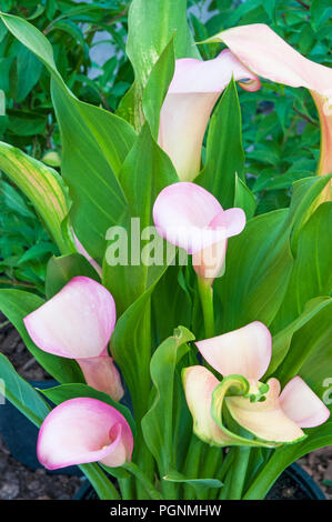 Calla Lillies Coral passione. Zantedeschia aethiopica impostato sullo sfondo di foglie verdi. Foto Stock