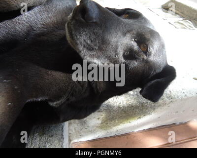 Cane Foto Stock