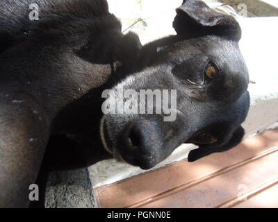 Cane Foto Stock
