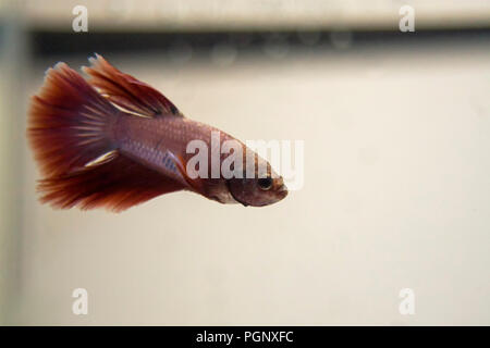 Siamese combattendo il pesce rosso Halfmoon Rosa Betta splendens. Nel selvaggio, betta spar solo per un paio di minuti prima di un pesce retrocede. Foto Stock