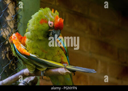 Ara rubrogenys pulire le loro piume - lo zoo Foto Stock