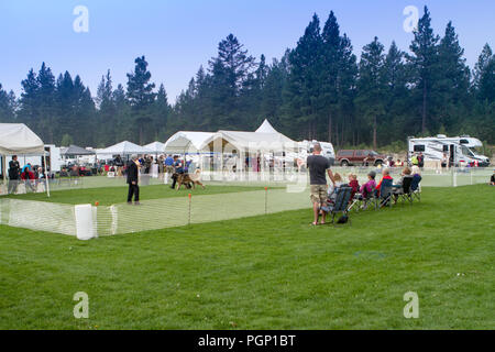 Cranbrook annuale di Dog Show, mostrando l'anello, fornitore tende, veiw dell intera impostato Foto Stock