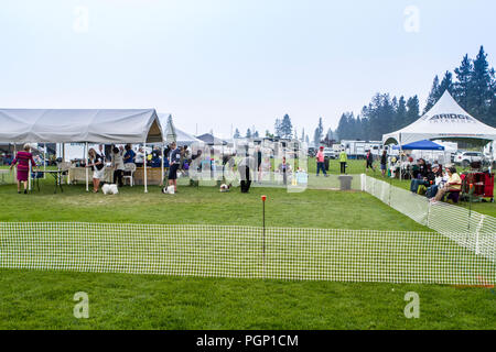 Cranbrook annuale di Dog Show, mostrando l'anello, fornitore tende, veiw dell intera impostato Foto Stock