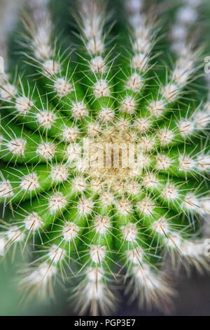 Dettaglio di cactus, top di cactus, close-up Foto Stock