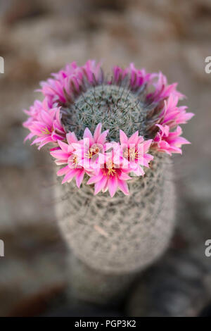 Puntaspilli Fishhook (Mammillaria grahamii), Arizona Foto Stock