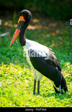 Close up ritratto di una sella colorata fatturati stork (Ephippiorhynchus senegalensis) in piedi in un prato verde. Foto Stock