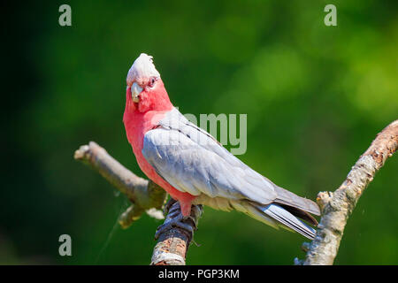 Il galah (Eolophus roseicapilla), noto anche come la rosa-breasted cockatoo, galah cockatoo, rosa e grigio cacatua o roseate cacatua, comune e wi Foto Stock